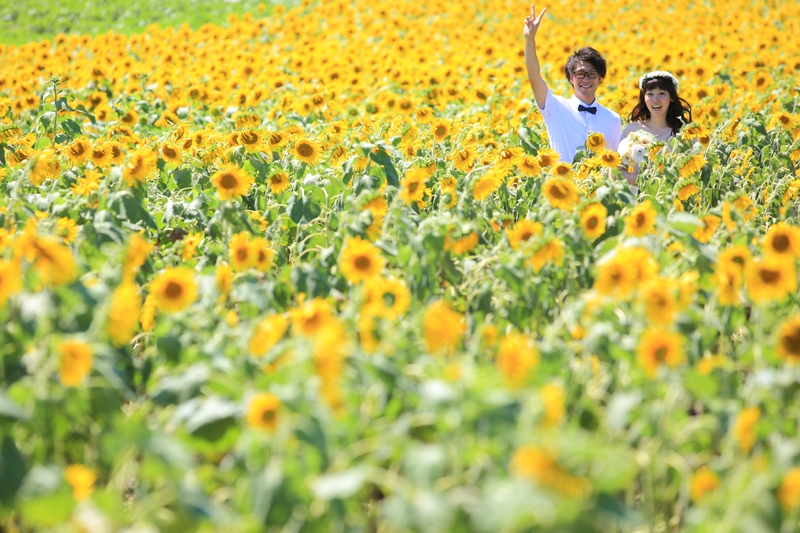 花ひろばでの前撮りロケーションフォト｜ひまわり